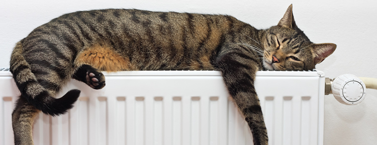Cat asleep on a warm radiator
